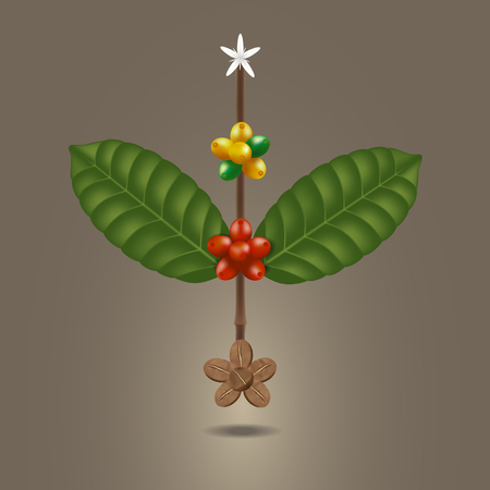 Coffee beans on a branch of tree and ripe berries.のイラスト素材