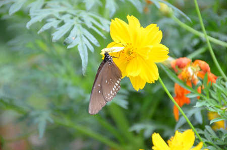 Butterfly and flower
