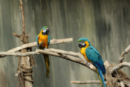 Blue Macaws on the branchの写真素材
