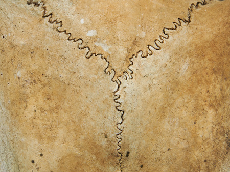 Texture of deer skullの写真素材