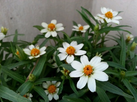 Small white flowersの素材