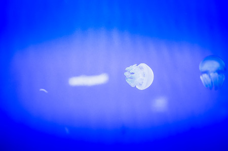 Jellyfish in Hanwah Aqua Planet Jeju, located nearby Seopjikoji and offers versitle features, including an aquarium as the main attraction, Marine Science, Kiz Planet and many more convenience facilities.の写真素材