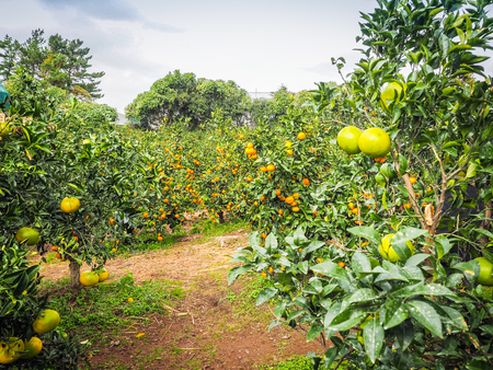 Tangerine orange farm in Jeju island, South Koreaの写真素材