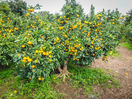Tangerine orange farm in Jeju island, South Koreaの写真素材