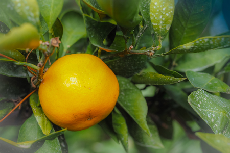 Close up Big Tangerine orange fruit in orange farm at Jeju island, South Koreaの写真素材