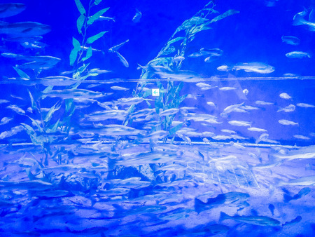 Fishes in Hanwah Aqua Planet Jeju, located nearby Seopjikoji and offers versitle features, including an aquarium as the main attraction, Marine Science, Kiz Planet and many more convenience facilities.の写真素材