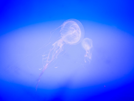 Jellyfish in Hanwah Aqua Planet Jeju, located nearby Seopjikoji and offers versitle features, including an aquarium as the main attraction, Marine Science, Kiz Planet and many more convenience facilities.の写真素材
