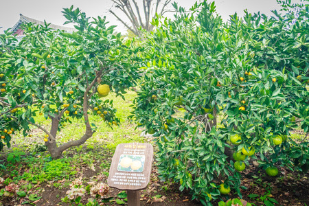 Tangerine orange farm in Jeju island, South Koreaの写真素材