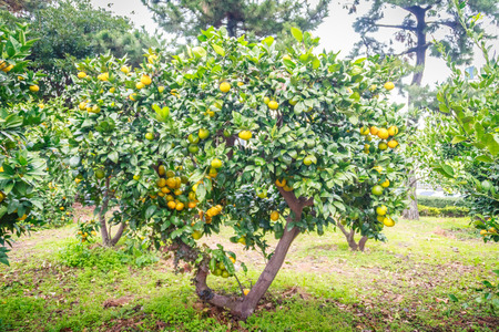 Tangerine orange farm in Jeju island, South Koreaの写真素材