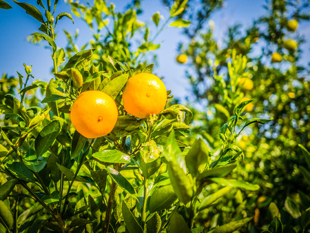 Close up Big Tangerine orange fruit in orange farm at Jeju island, South Koreaの写真素材