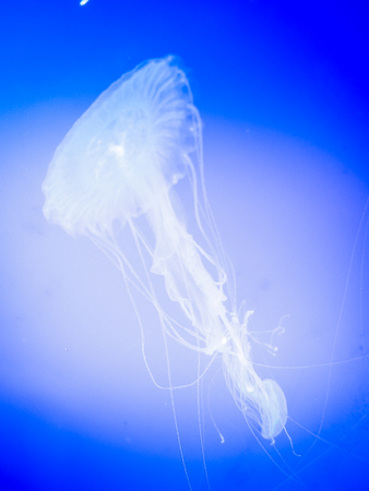 Jellyfish in Hanwah Aqua Planet Jeju, located nearby Seopjikoji and offers versitle features, including an aquarium as the main attraction, Marine Science, Kiz Planet and many more convenience facilities.の写真素材