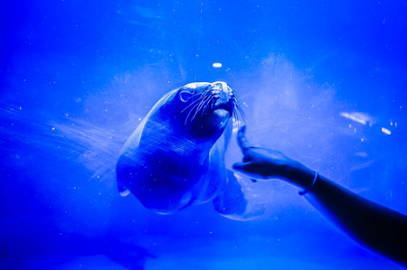 Lovely seal in Hanwah Aqua Planet Jeju, located nearby Seopjikoji and offers versitle features, including an aquarium as the main attraction, Marine Science, Kiz Planet and many more convenience facilities.の写真素材