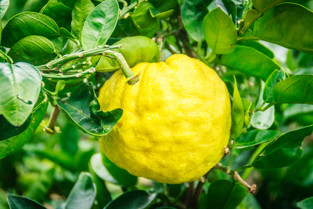 Close up Big Tangerine orange fruit in orange farm at Jeju island, South Koreaの写真素材