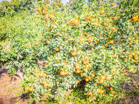 Tangerine orange farm in Jeju island, South Koreaの写真素材