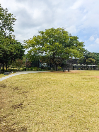The Osulloc tea museum grass field garden outdoor with tree and blue sky background, the famous green tea museum in Jeju, South Koreaのeditorial素材
