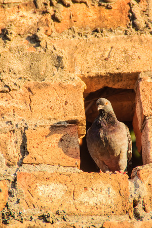 Grey pigeon on the brick wall channelのeditorial素材