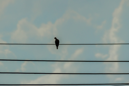Silhouette pigeon perching on the electric cable in blue sky backgroundの写真素材