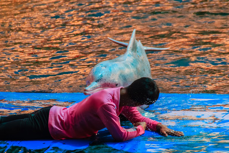 Chanthaburi, Thailand - May 5, 2015: Trainer is teaching dolphin to massaging shows in the swimming pool at Oasis Sea World, Thai Fantastic Dolphinarium in Chanthaburi ,Thailand.のeditorial素材