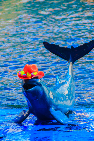 Cute Irrawaddy dolphin (Orcaella brevirostris) is wearing orange hat and dancing on the boardの写真素材