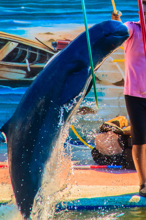 Chanthaburi, Thailand - May 5, 2015: Trainer is teaching dolphin to jumping through the hoops shows in the swimming pool at Oasis Sea World, Thai Fantastic Dolphinarium in Chanthaburi ,Thailand.のeditorial素材