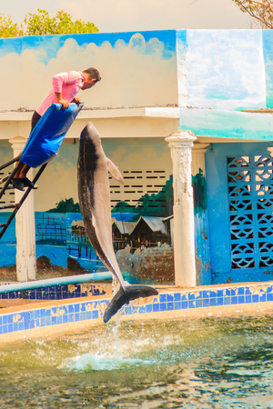 Chanthaburi, Thailand - May 5, 2015: Trainer is teaching dolphin to jumping shows in the swimming pool at Oasis Sea World, Thai Fantastic Dolphinarium in Chanthaburi ,Thailand.のeditorial素材