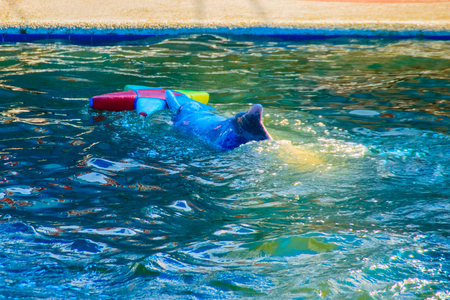 Cute dolphin is playing ball and dancing shows in the swimming pool.の写真素材
