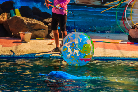 Cute dolphin is playing ball and dancing shows in the swimming pool.のeditorial素材