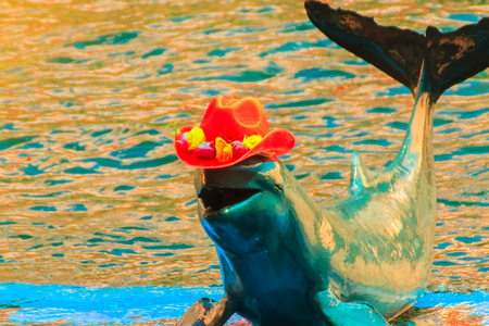 Cute Irrawaddy dolphin (Orcaella brevirostris) is wearing orange hat and dancing on the board in the dolphin shows.のeditorial素材