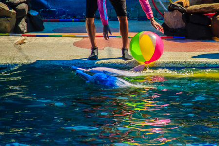 Cute dolphin is playing ball and dancing shows in the swimming pool.のeditorial素材
