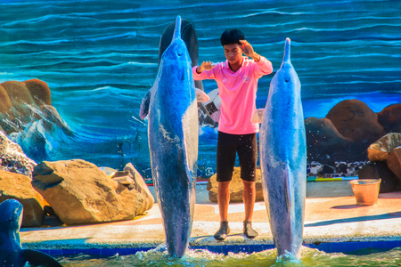 Chanthaburi, Thailand - May 5, 2015: Trainer is teaching the dolphin to jumping shows in the swimming pool at Oasis Sea World, Thai Fantastic Dolphinarium in Chanthaburi ,Thailand.のeditorial素材
