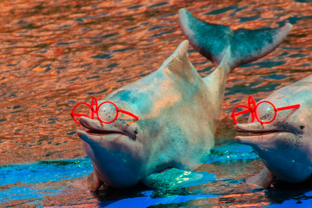 Cute Indo-Pacific humpback dolphin (Sousa chinensis) ,or Pink dolphin, or Chinese white dolphin is wearing sunglass and dancing shows.の写真素材