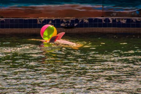 Cute dolphin is playing ball and dancing shows in the swimming pool.のeditorial素材