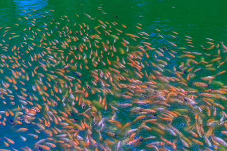 Colorful school of red/orange perch (red tilapia) fish in the fresh water pondの写真素材