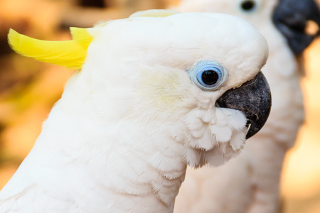 Cute White Cockatoo at the open zooの写真素材