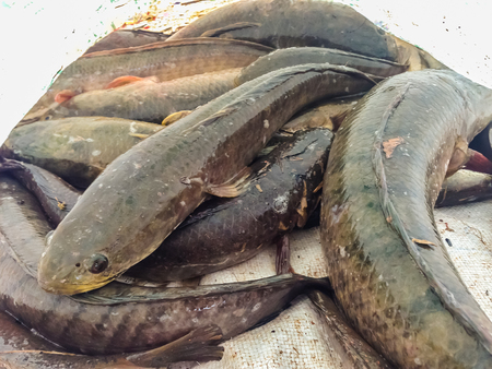 Catching snake head fish including catfish in plastic bag
