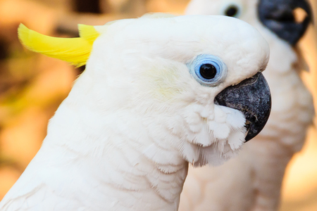 Cute White Cockatoo at the open zooの写真素材