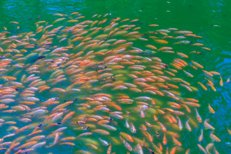 Colorful school of red/orange perch (red tilapia) fish in the fresh water pondの写真素材