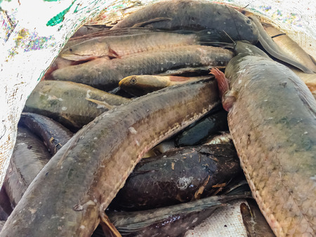 Catching snake head fish including catfish in plastic bagの写真素材