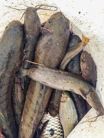 Catching snake head fish including catfish in plastic bagの写真素材