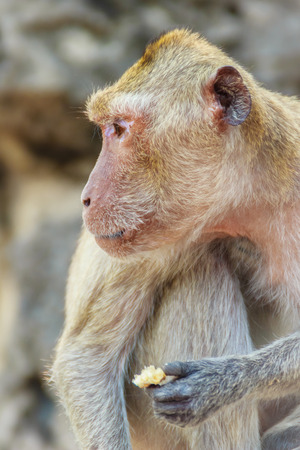 Cute Monkey sitting and enjoy eating fresh corn at the templeの写真素材