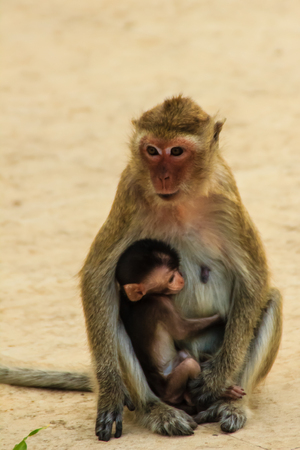Mother monkey and baby monkey sitting on the groundの写真素材