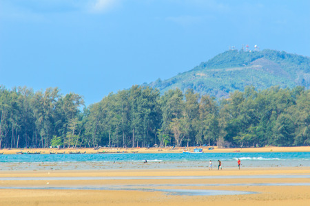 Beautiful nature of pine trees and forest on the beach with the sea, mountain and blue sky backgroundの写真素材