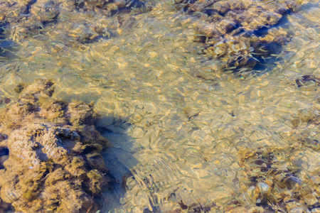 Beautiful Small Anchovy, or Stolephorus  fishes in shallow sea water in motion blurred. Small fish swimming at the bottom of clear shallow waters on sunny day.の写真素材