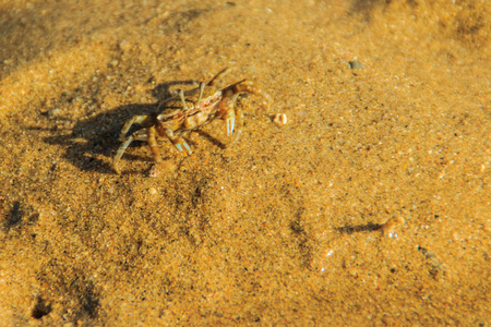 Close up Meder's Mangrove Crab, or Salt March Crab (Sesarma mederi) on the beach when the sea water receded.の写真素材