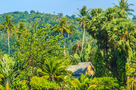 Peaceful beach resort cottages in palm tree forestの写真素材