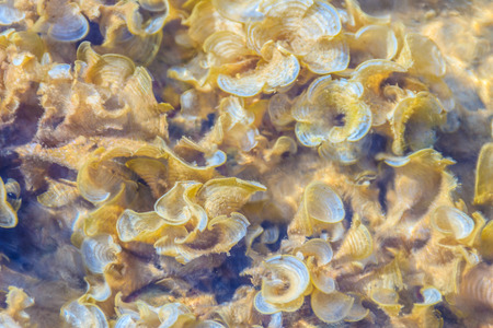 Padina australis Hauck or Padina pavonica brown algae in the shallow sea water.の写真素材