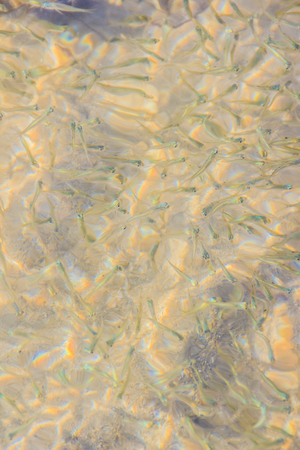 Beautiful Small Anchovy, or Stolephorus  fishes in shallow sea water in motion blurred. Small fish swimming at the bottom of clear shallow waters on sunny day.の写真素材
