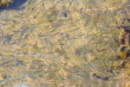 Beautiful Small Anchovy, or Stolephorus  fishes in shallow sea water in motion blurred. Small fish swimming at the bottom of clear shallow waters on sunny day.の写真素材