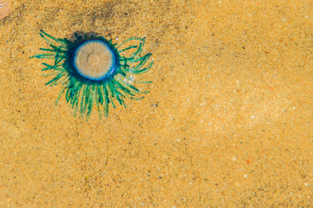 Close up Blue Button Jellyfish (porpita porpita) on the beach when the sea water receded.の写真素材