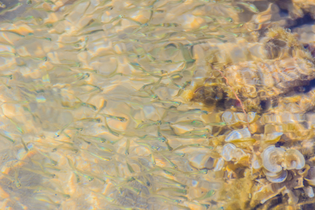 Beautiful Small Anchovy, or Stolephorus  fishes in shallow sea water in motion blurred. Small fish swimming at the bottom of clear shallow waters on sunny day.の写真素材